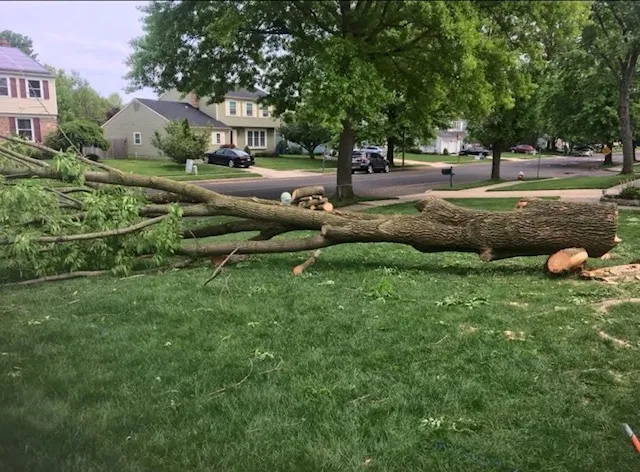 tree_removal_mount_laurel